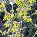 aaa_Zaubernuss_IMG_0081