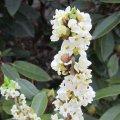 duftender seidelbast_Beeren giftig_IMG_0413
