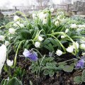 eisig kaltgrauer FrÃ¼hlingsmorgen_2