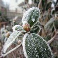 eisig kaltgrauer FrÃ¼hlingsmorgen_4