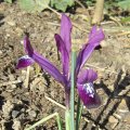 sweet Iris_IMG_0479