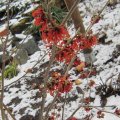 winterblÃ¼hende Hamamelis_IMG_0114