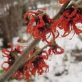 winterblÃ¼hende Hamamelis_IMG_0115