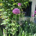 Allium giganteum_2