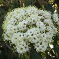 BlÃ¼hstrauch-Viburnum-rhyt._2