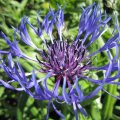 Flockenblume-Centaurea montana