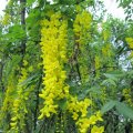 Laburnum anagyroides - Bohnenbaum, Gewöhnlicher Goldregen