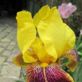 Iris_3-69