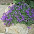 Blaukissen-Aubrieta
