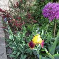 Hofbeete: Allium;Iris;Ginster und Rosen_IMG_1097
