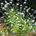 Vergissmeinnicht_Myosotis_IMG_1253