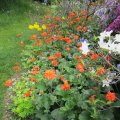 Geum am Wiesenweg-Beetrand_IMG_1271