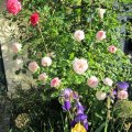 Hofbeet: Allium;Iris;Ginster und Rosen_IMG_1442