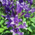 Waldglockenblume_IMG_1459_1