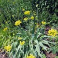 Allium_IMG_1505