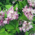 Deutzie_IMG_1732