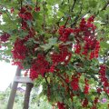 schwer tragende Johannisbeeren_IMG_1830