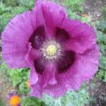 einjähriger Mohn_IMG_1831