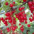 lecker Früchtchen_IMG_1835