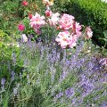 Lavendel & Rosen_IMG_1861