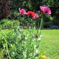 Mohn_IMG_1773