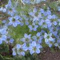 Nigella_IMG_1560
