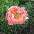 PÃ¤oniea_IMG_0786