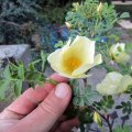 Rose-FrÃ¼hlingsgold_1