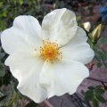 Rose-FrÃ¼hlingsgold_2