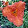 Taglilien_IMG_1901