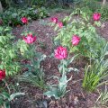 Tulpen im Beet