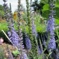 Veronika spicata_IMG_1862
