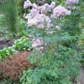 Wiesenraute_IMG_1563