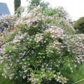 duftende Kolkwitzia amabilis-mittelgroÃer Strauch
