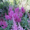 wasserhungrige Astilbe_IMG_1889
