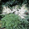 Astilbe `Deutschland`_IMG_1795