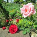 Kletter-Rosen an einer Mauer _IMG_1775