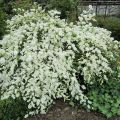 Am Rhododendrongarten-Radspire_Exochorda micrantha