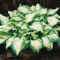 Blattschmuckpflanzen Funkien-Hosta