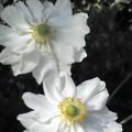 Herbst-Anemone