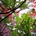 Im Hochwald der Rhododendronzwerge