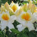 Rh.lut.`Schneegold`