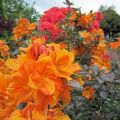 Rh.lut.`Klondyke`IMG_1145