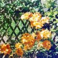 Rh.lut.`Klondyke`