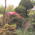 So blÃ¼hts im Rhodo-Garten_1