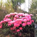 So blÃ¼hts im Rhodo-Garten_2