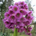 Waldbewohner-Bergenia_3