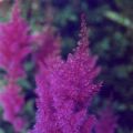 astilbe