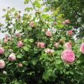 English Climber Roses; D.A.1961