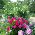 Gartenduft durch Groß-Strauchrose & Pfingsrosen